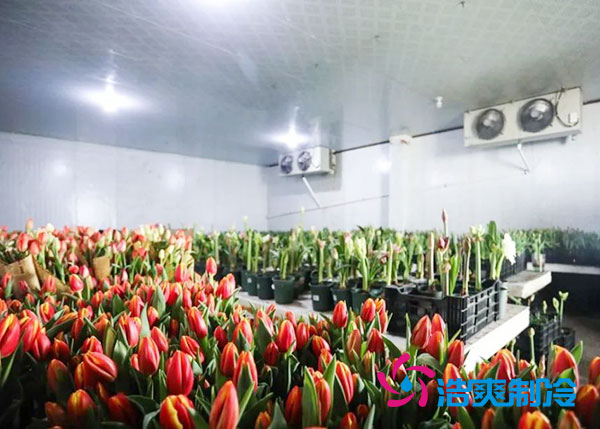 花卉冷庫安裝預(yù)算造價多少錢？-浩爽制冷